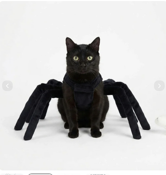 Halloween Spider Costume